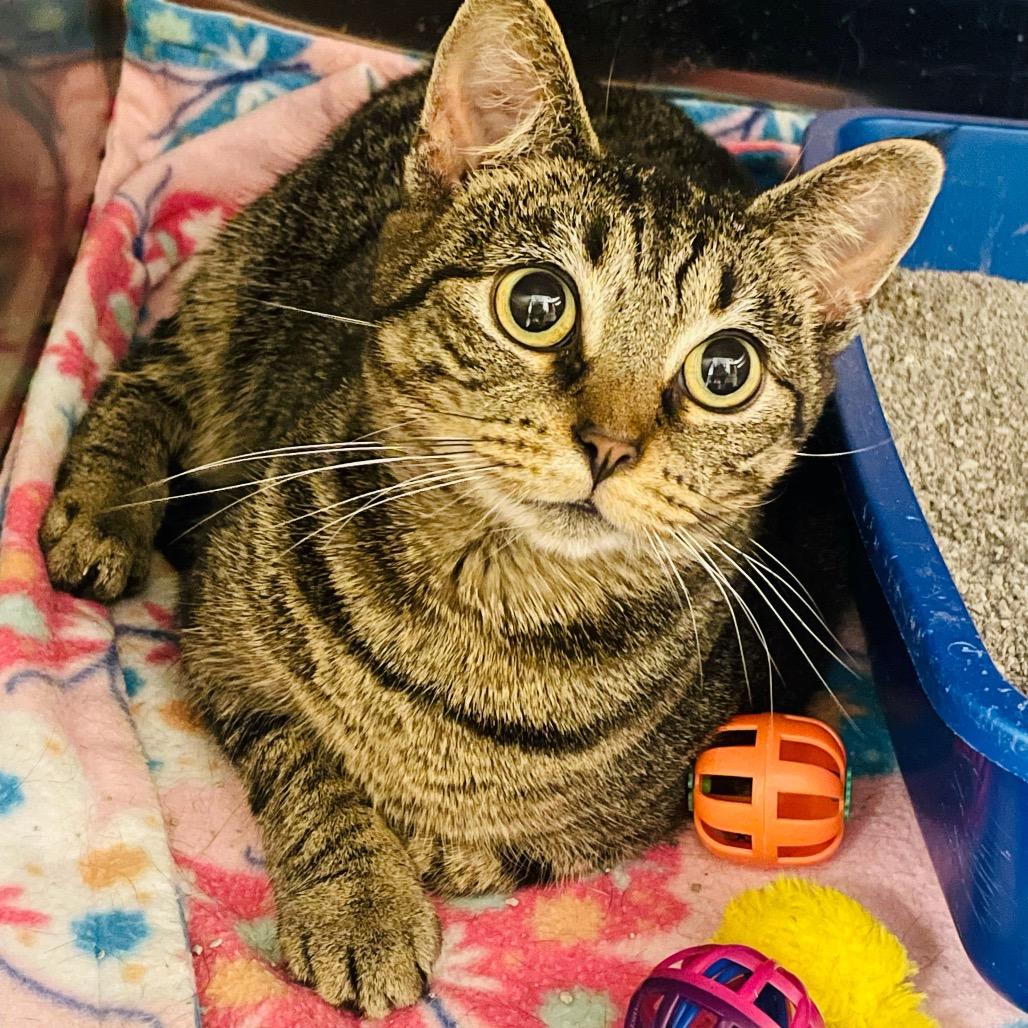 Enlarge Connie, a Adoptable Domestic Short Hair in Columbia Station, OH image 3/5