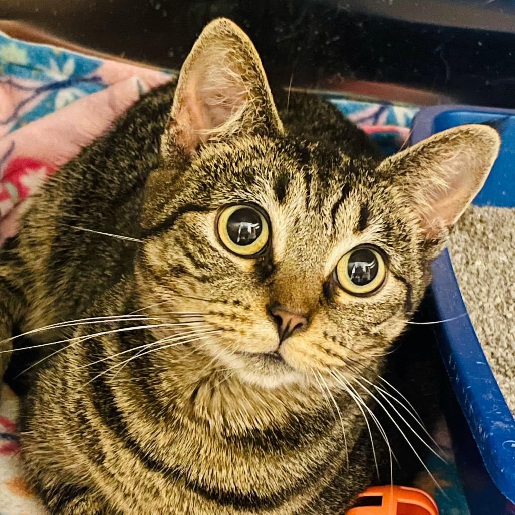 Enlarge Connie, a Adoptable Domestic Short Hair in Columbia Station, OH image 4/5