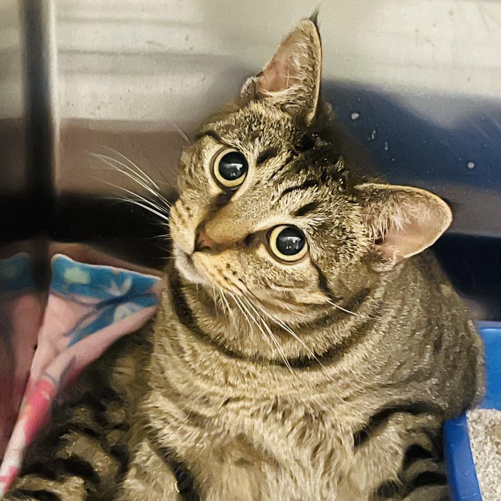 Enlarge Connie, a Adoptable Domestic Short Hair in Columbia Station, OH image 5/5