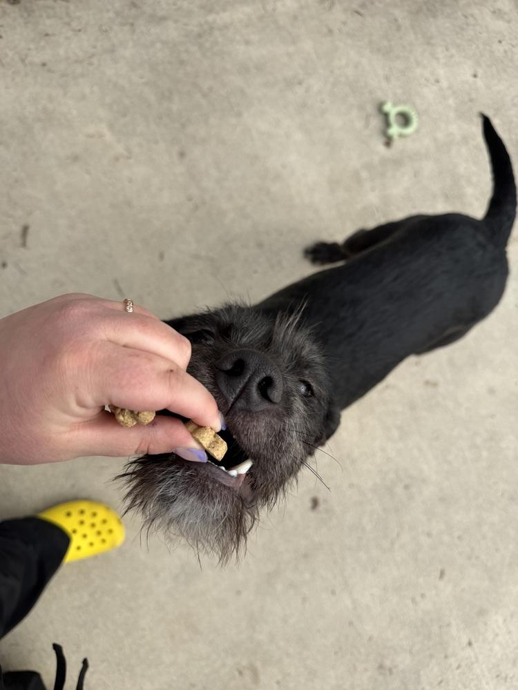 Enlarge Poppy, a Adoptable mixed breed in Bowling Green, OH image 1/3