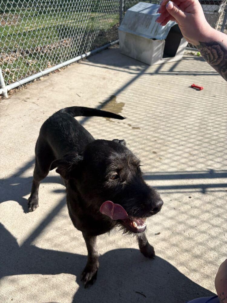 Enlarge Poppy, a Adoptable mixed breed in Bowling Green, OH image 3/3
