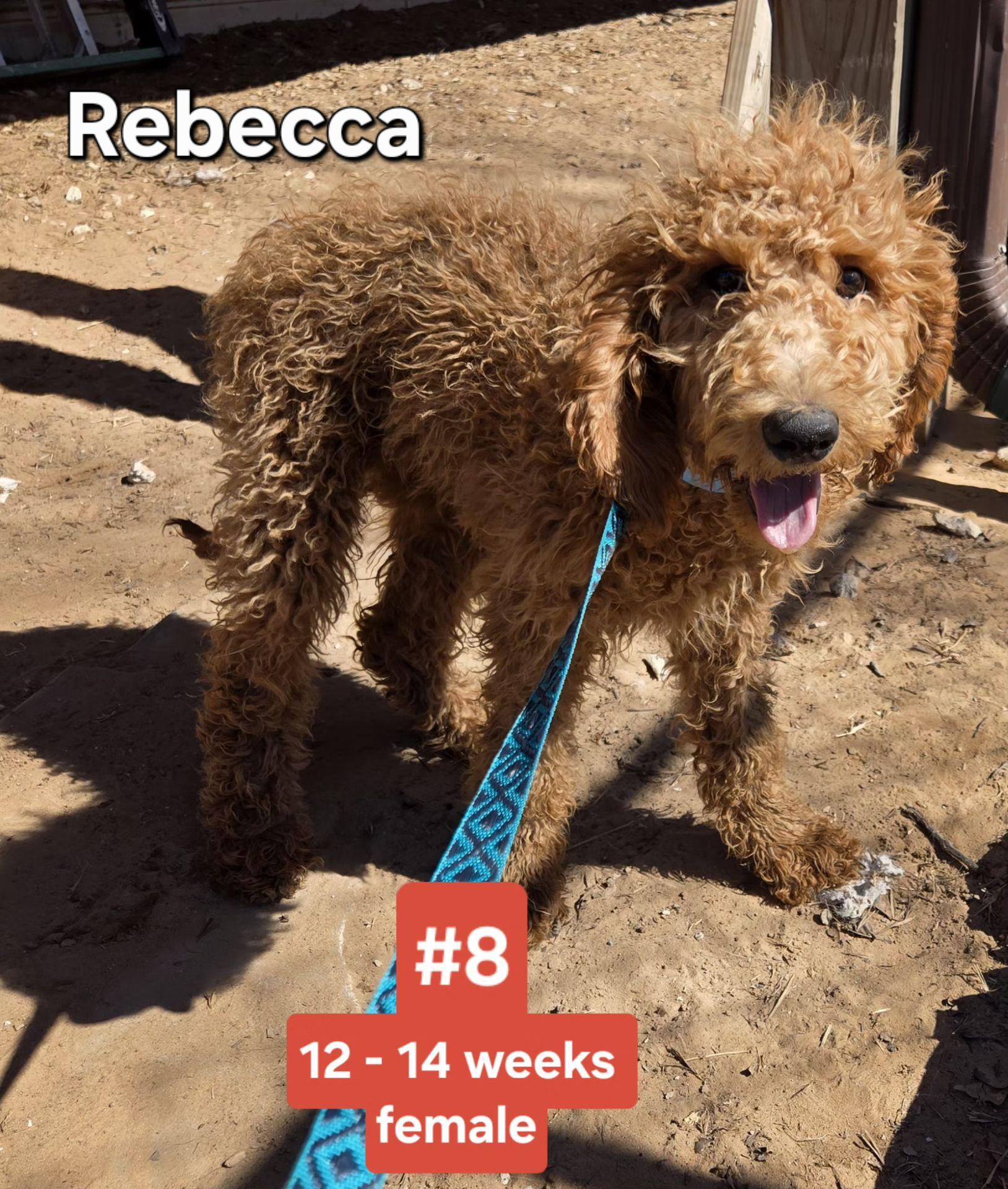 Enlarge REBECCA   $425, an adopted mixed breed in Milwaukee, WI image 1/1