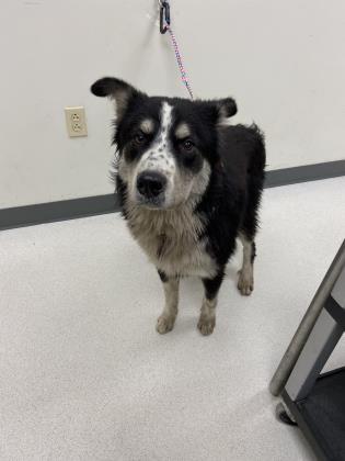 Cooper, Adoptable, Adult Male Australian Shepherd & Mixed Breed.