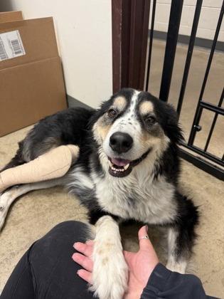 Enlarge Cooper, a Adoptable mixed breed in Irving, TX image 2/3