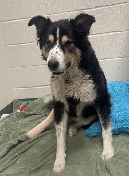 Cooper, Adoptable, Adult Male Australian Shepherd & Mixed Breed.