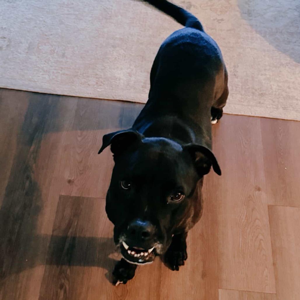 Lincoln, Adoptable, Adult Male Terrier.