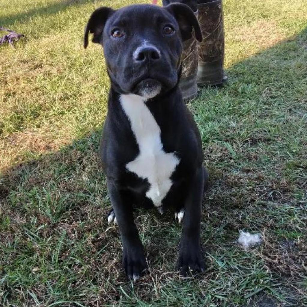 Lincoln, a Adoptable mixed breed in Hattiesburg, MS image 2/6