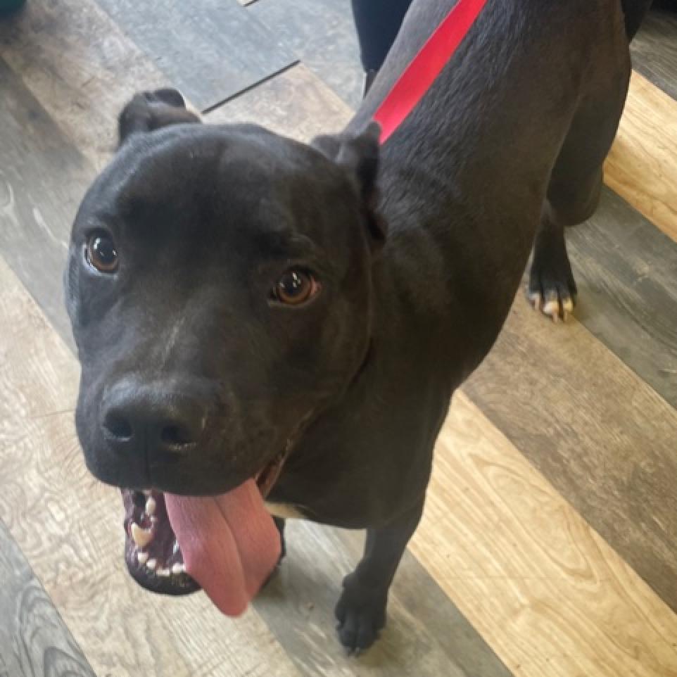 Lincoln, a Adoptable mixed breed in Hattiesburg, MS image 3/6