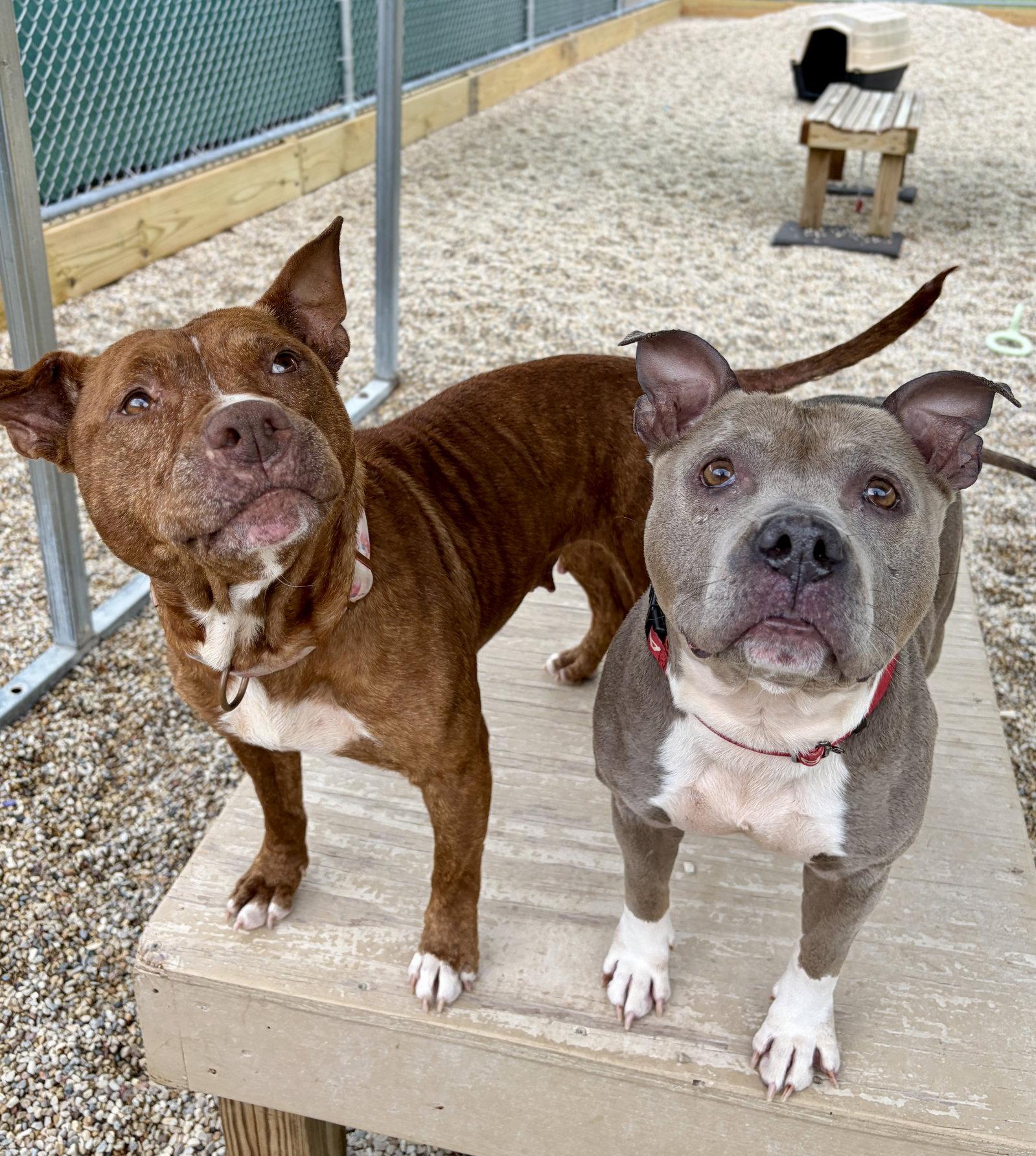 Peaches - Adoption Fee Paid, a ADOPTABLE mixed breed in Jefferson, WI image 5/5