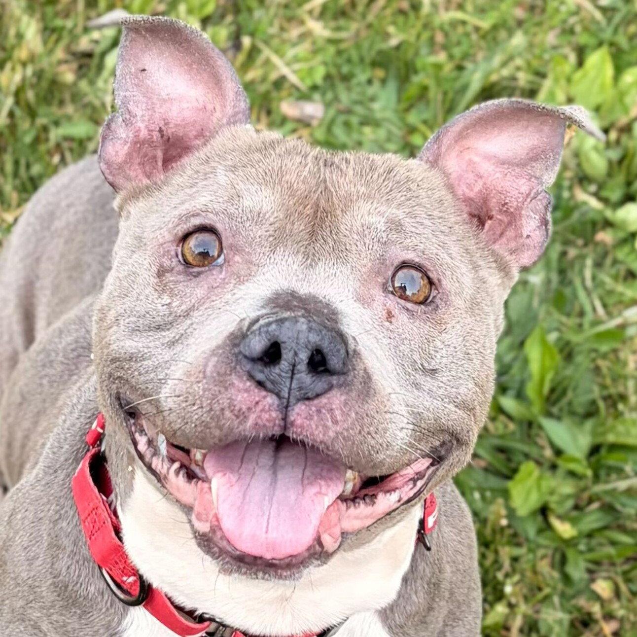 Peaches - Adoption Fee Paid, a ADOPTABLE mixed breed in Jefferson, WI image 2/5