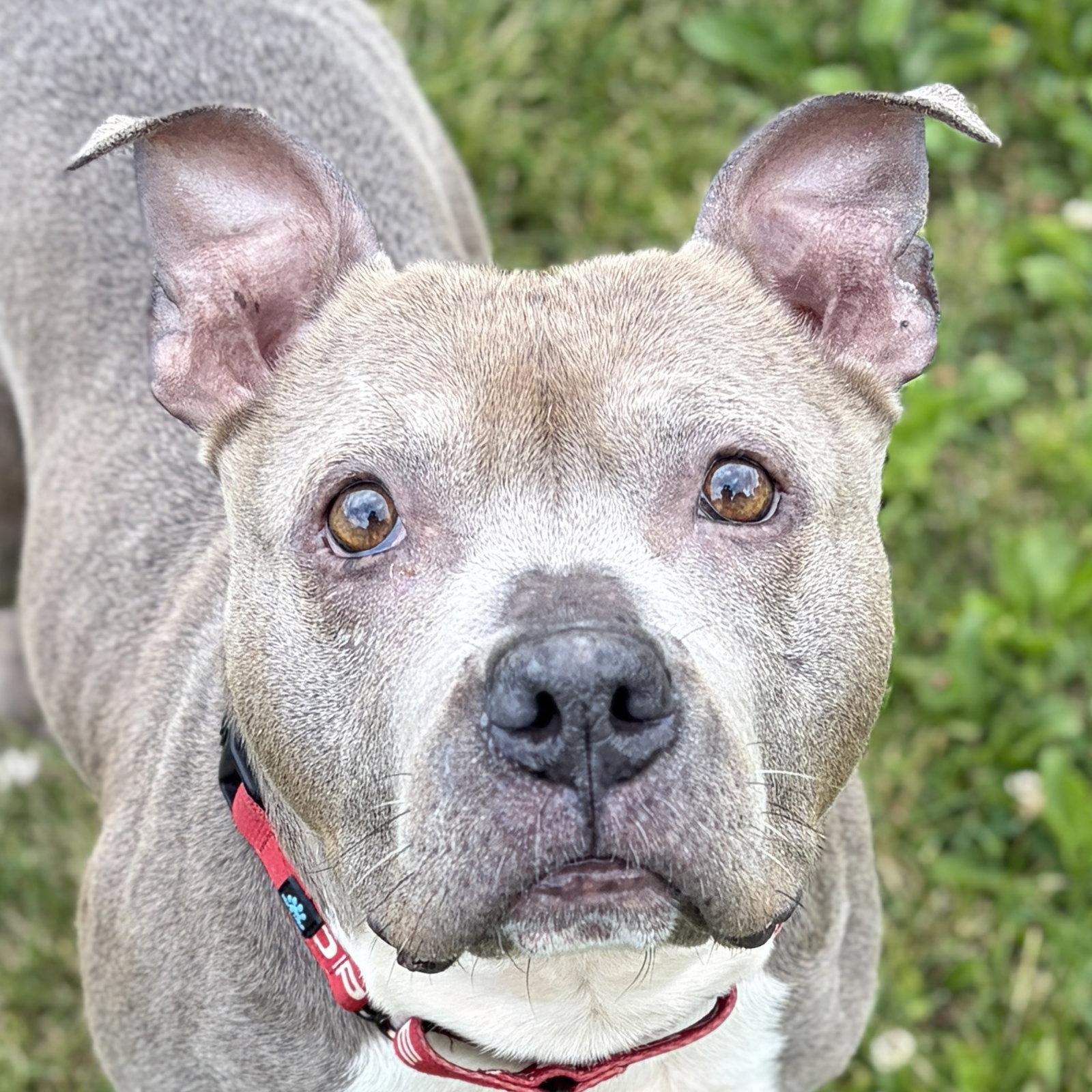 Peaches - Adoption Fee Paid, ADOPTABLE, Adult Female Pit Bull Terrier.