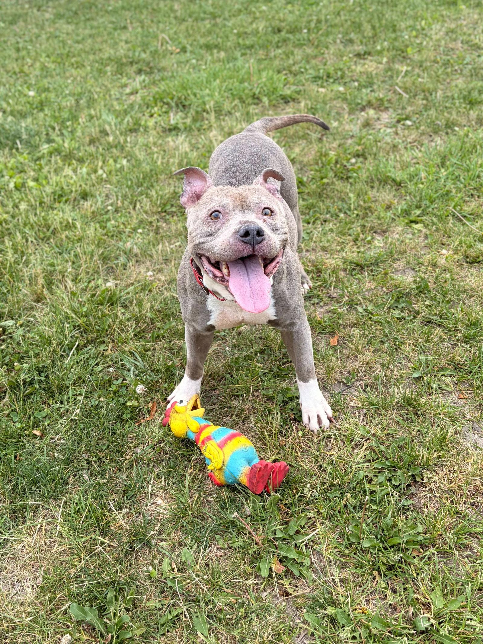 Peaches - Adoption Fee Paid, a ADOPTABLE mixed breed in Jefferson, WI image 3/5