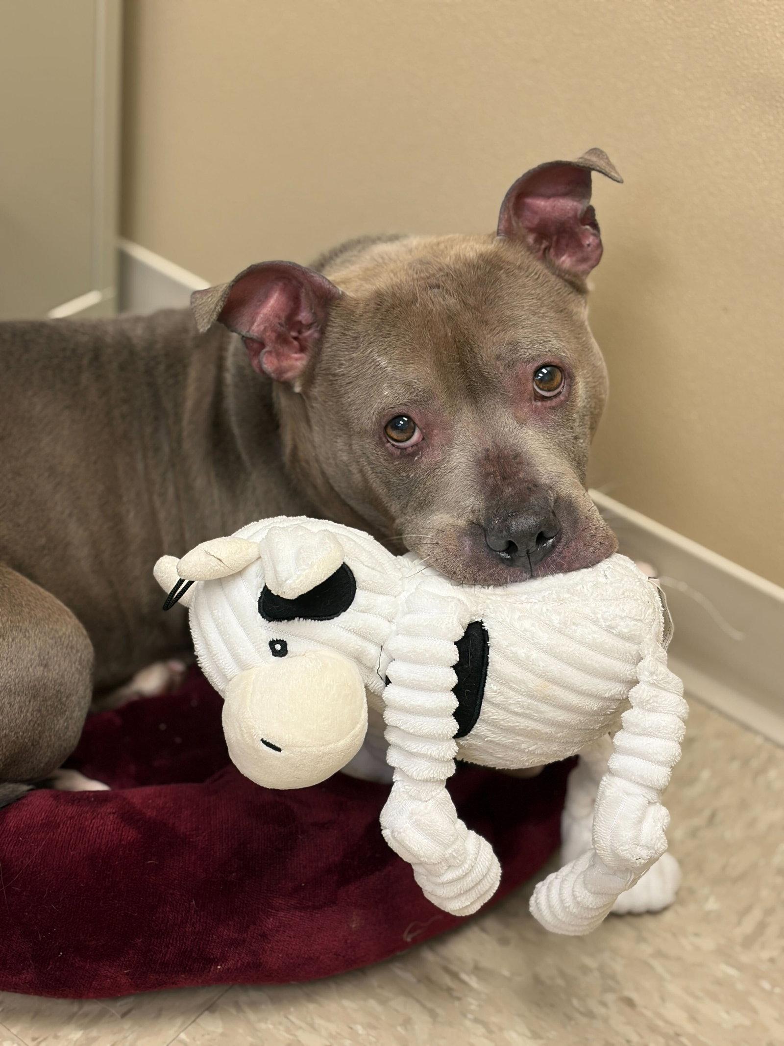 Peaches - Adoption Fee Paid, a ADOPTABLE mixed breed in Jefferson, WI image 4/5