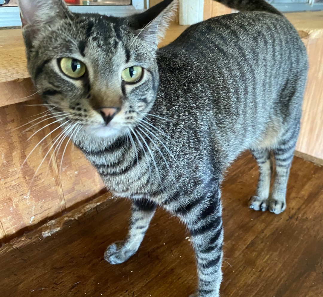 Enlarge Joy, a Adoptable Abyssinian in Henrietta, TX image 2/4
