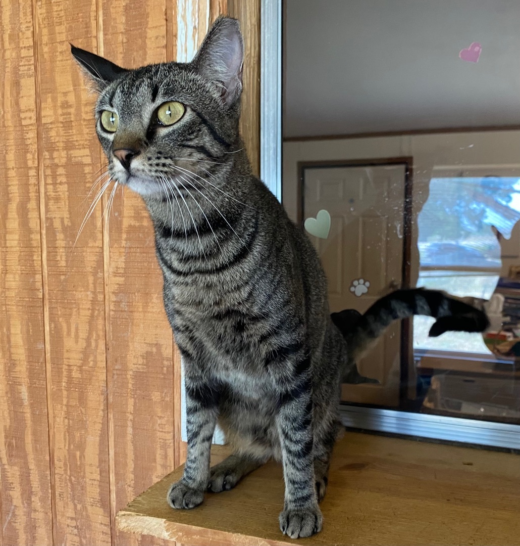 Enlarge Joy, a Adoptable Abyssinian in Henrietta, TX image 3/4