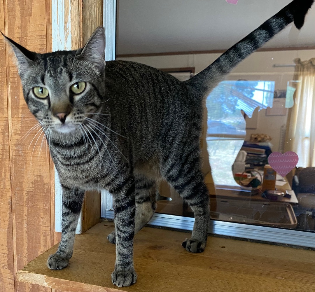 Enlarge Joy, a Adoptable Abyssinian in Henrietta, TX image 4/4