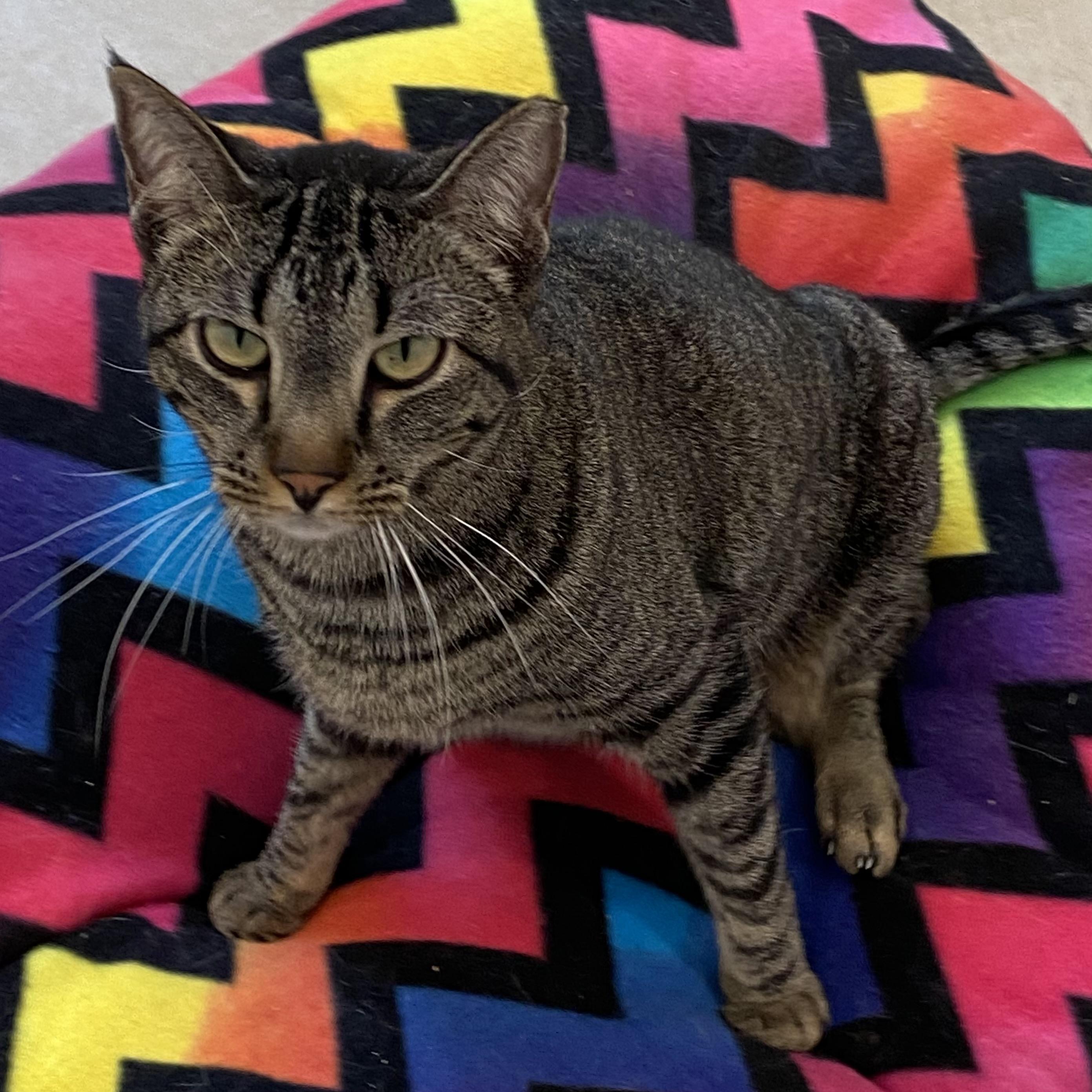 Enlarge Joy, a Adoptable Abyssinian in Henrietta, TX image 1/4