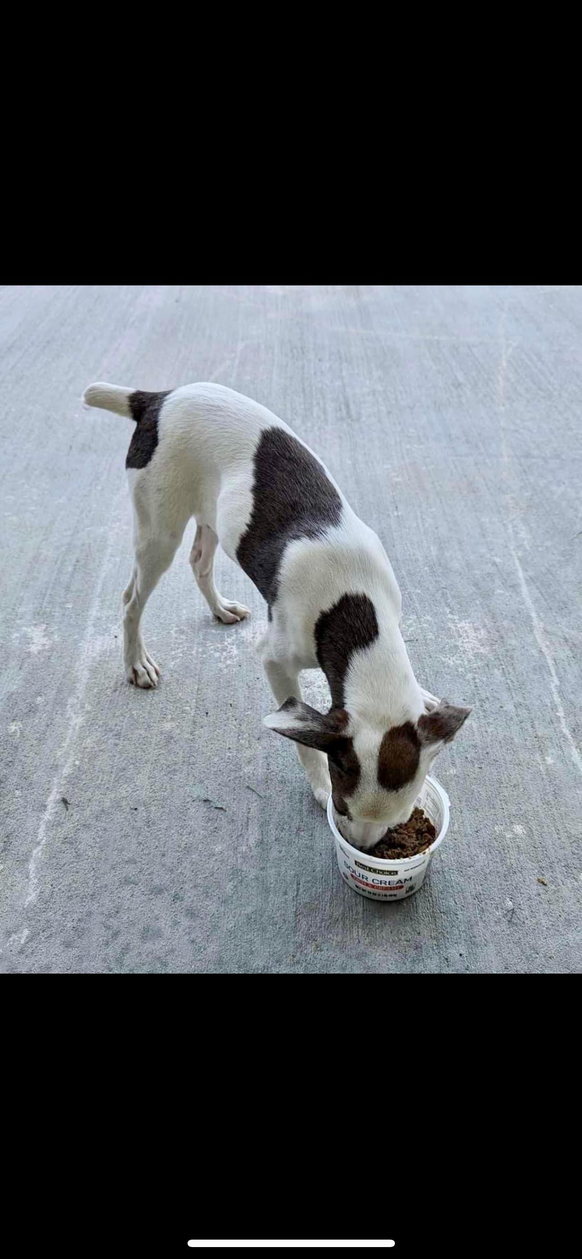 Cracker Jack, a Adopted Terrier in seaside heights, NJ image 1/2
