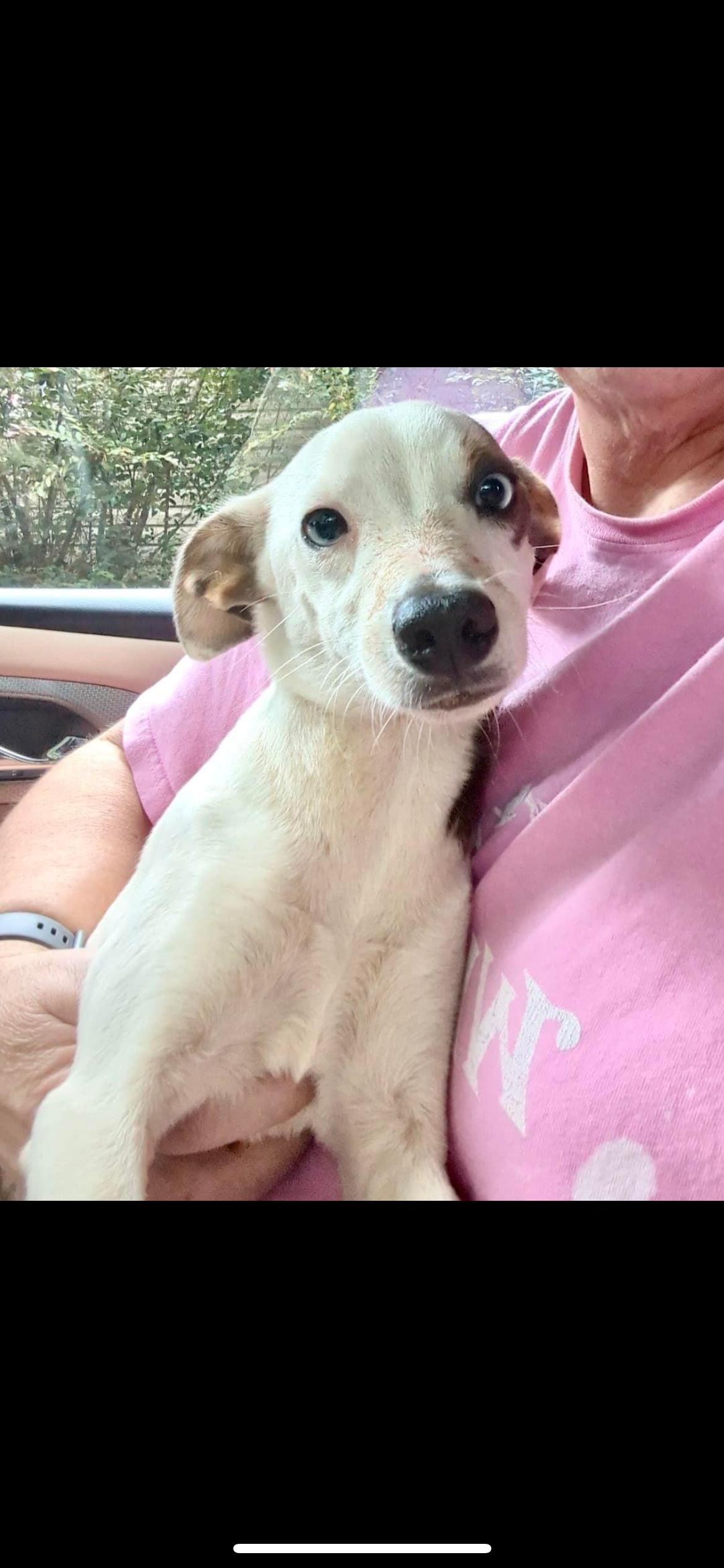 Cracker Jack, a Adopted Terrier in seaside heights, NJ image 2/2