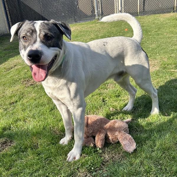 Oso, Adoptable, Young Male American Bulldog & Australian Cattle Dog / Blue Heeler.