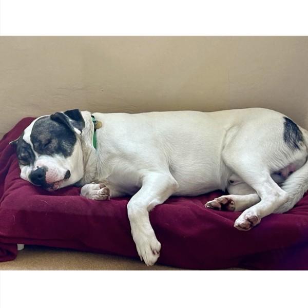 Enlarge Oso, a Adoptable mixed breed in Dublin, CA image 2/6