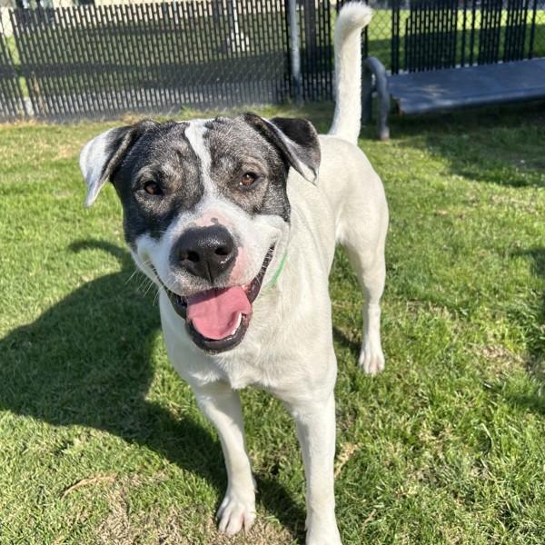 Enlarge Oso, a Adoptable mixed breed in Dublin, CA image 3/6