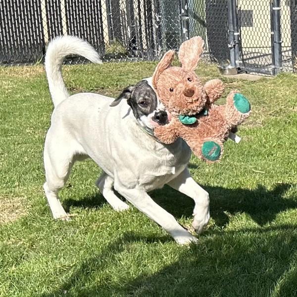 Enlarge Oso, a Adoptable mixed breed in Dublin, CA image 4/6