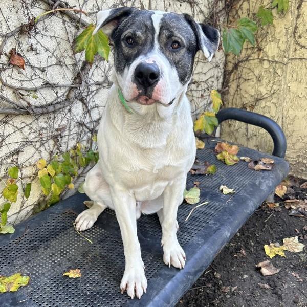 Enlarge Oso, a Adoptable mixed breed in Dublin, CA image 5/6
