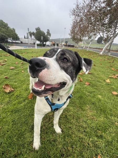 Enlarge Oso, a Adoptable mixed breed in Dublin, CA image 6/6