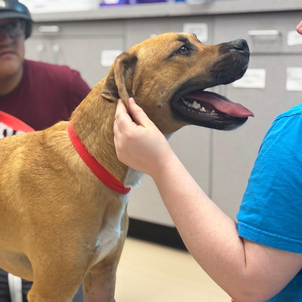 Enlarge Slim Jim, a Adoptable Mixed Breed in Mebane, NC image 2/6