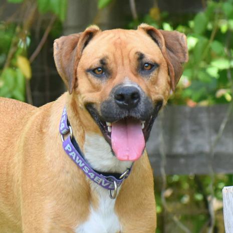 Enlarge Slim Jim, a Adoptable Mixed Breed in Mebane, NC image 3/6