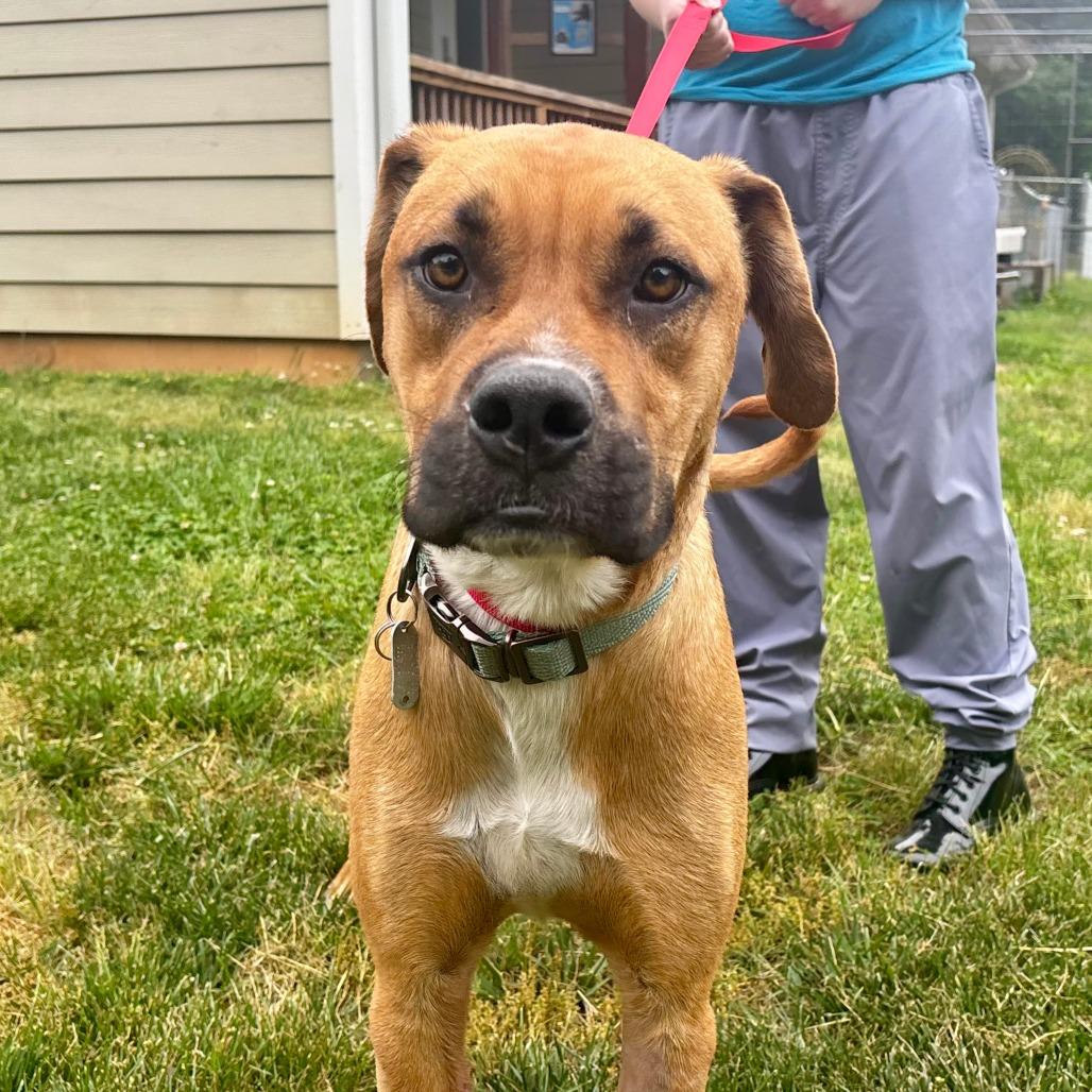 Enlarge Slim Jim, a Adoptable Mixed Breed in Mebane, NC image 4/6