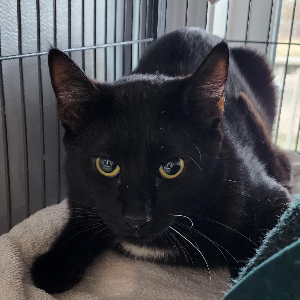 Tachala, a Adoptable Domestic Medium Hair in Muncie, IN image 2/2