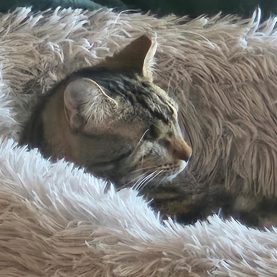 One-Eyed Wilma, a Adoptable Domestic Short Hair in La Grange, KY image 1/5