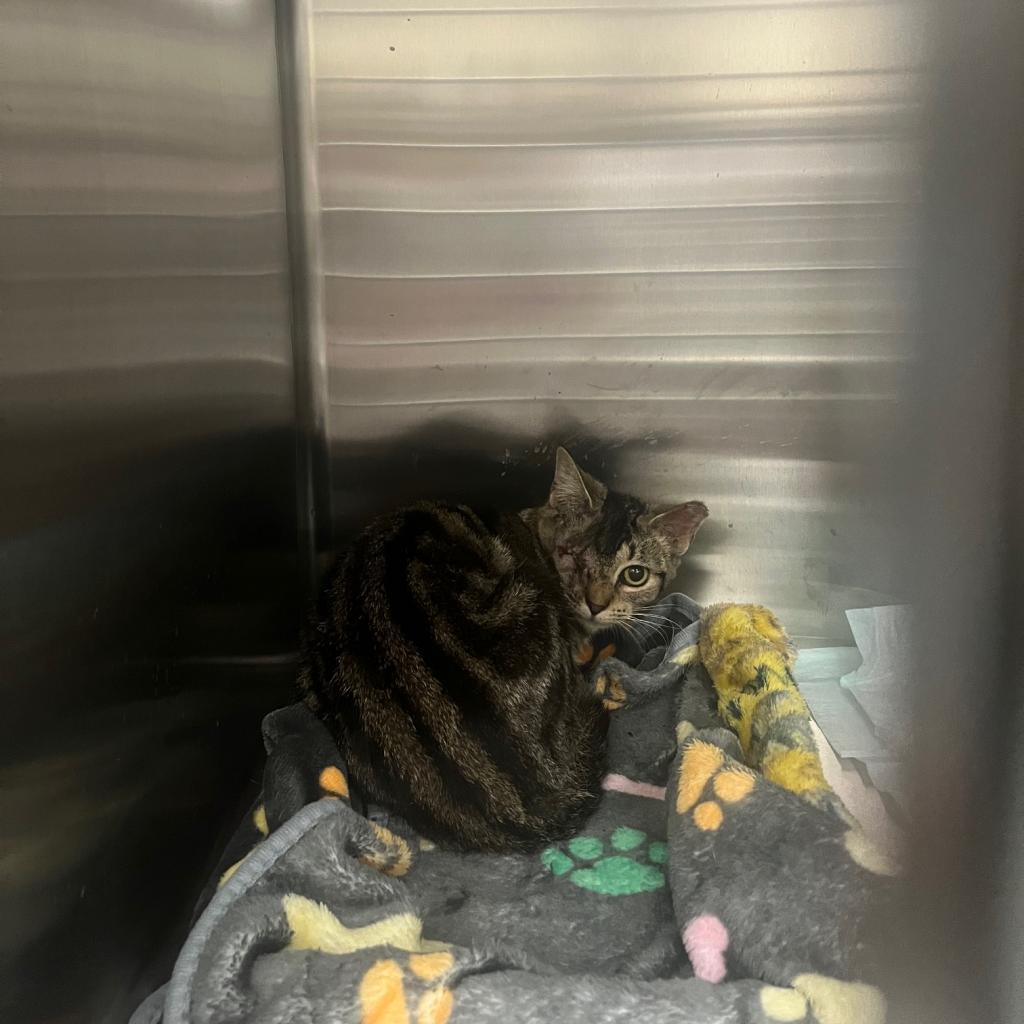 One-Eyed Wilma, a Adoptable Domestic Short Hair in La Grange, KY image 2/5