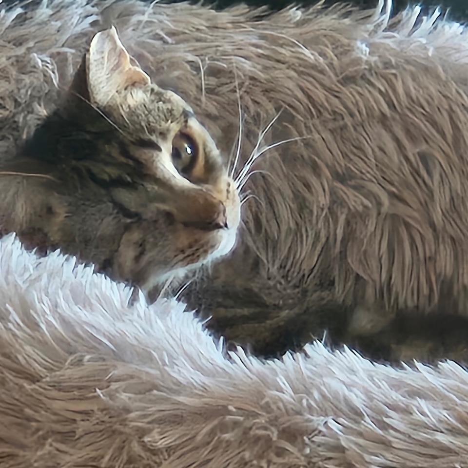 One-Eyed Wilma, a Adoptable Domestic Short Hair in La Grange, KY image 3/5