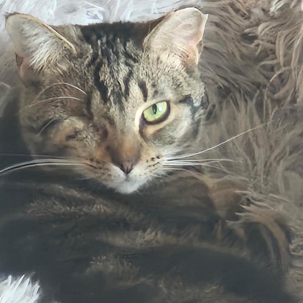 One-Eyed Wilma, a Adoptable Domestic Short Hair in La Grange, KY image 5/5