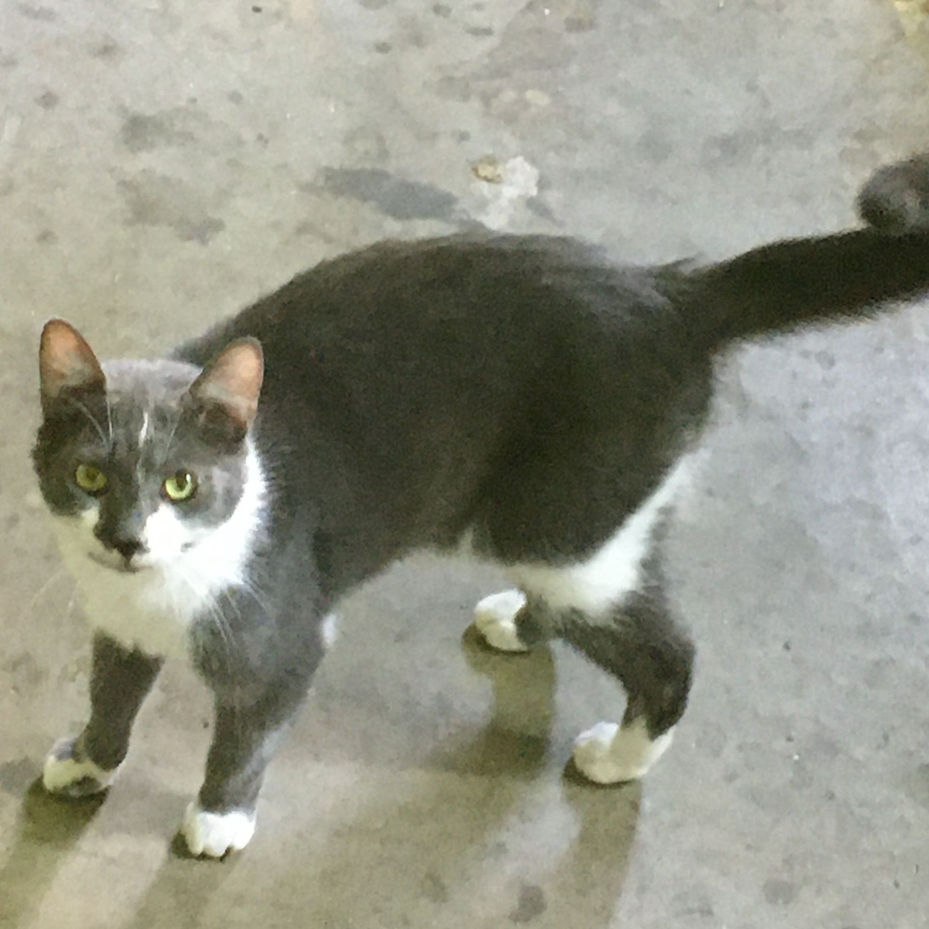 Owl, an adoptable Domestic Medium Hair in Camden, TN_image-1
