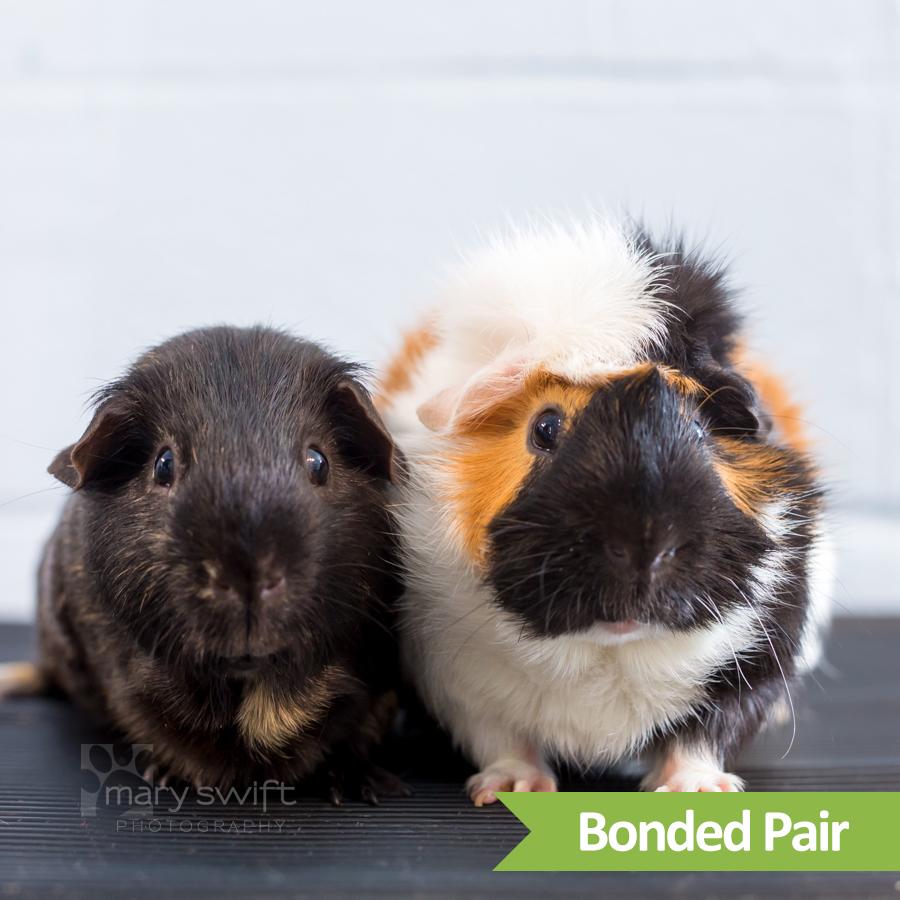 Peanut (bonded w/ Biggie Bubba)