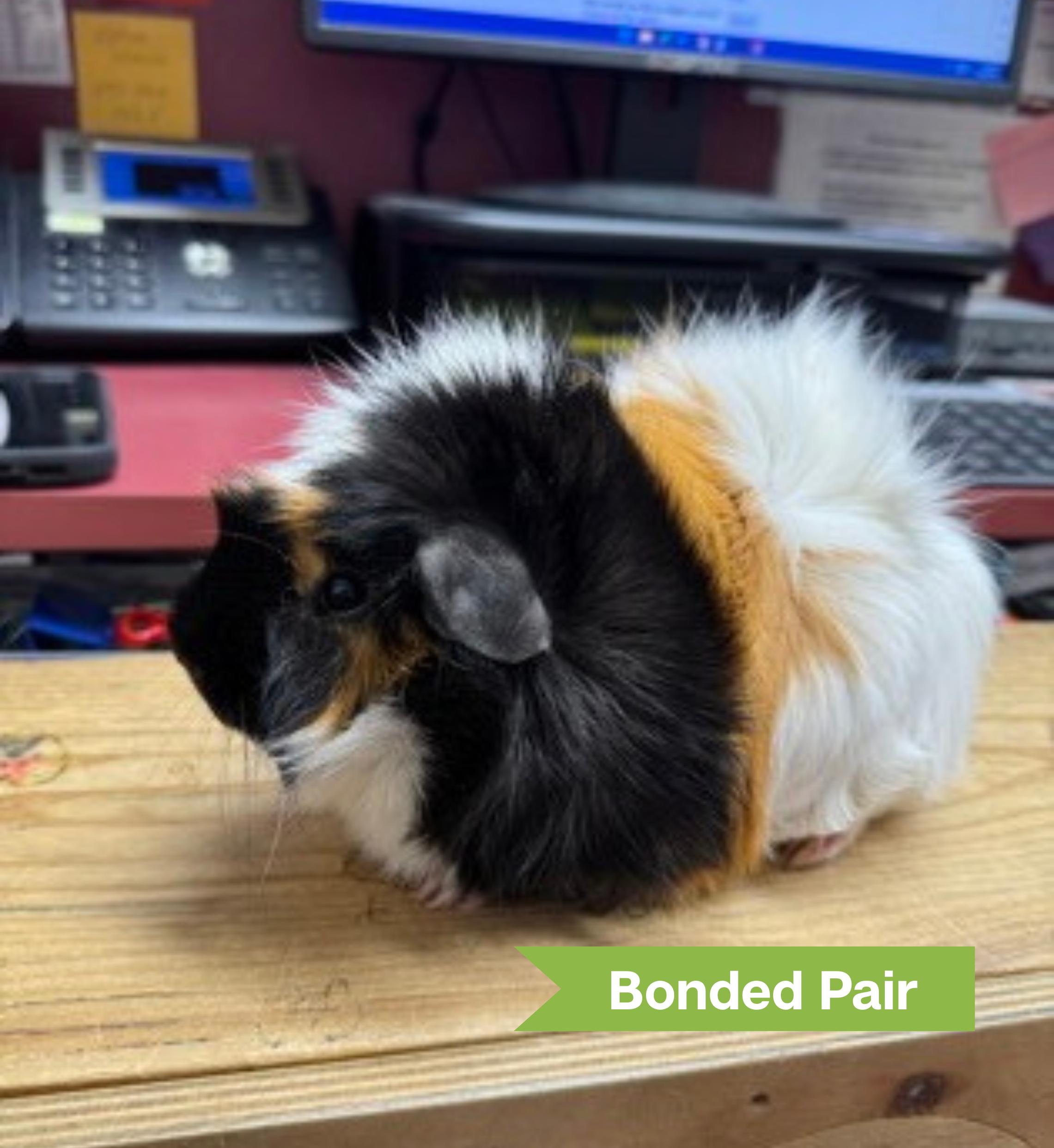 Peanut (bonded w/ Biggie Bubba)