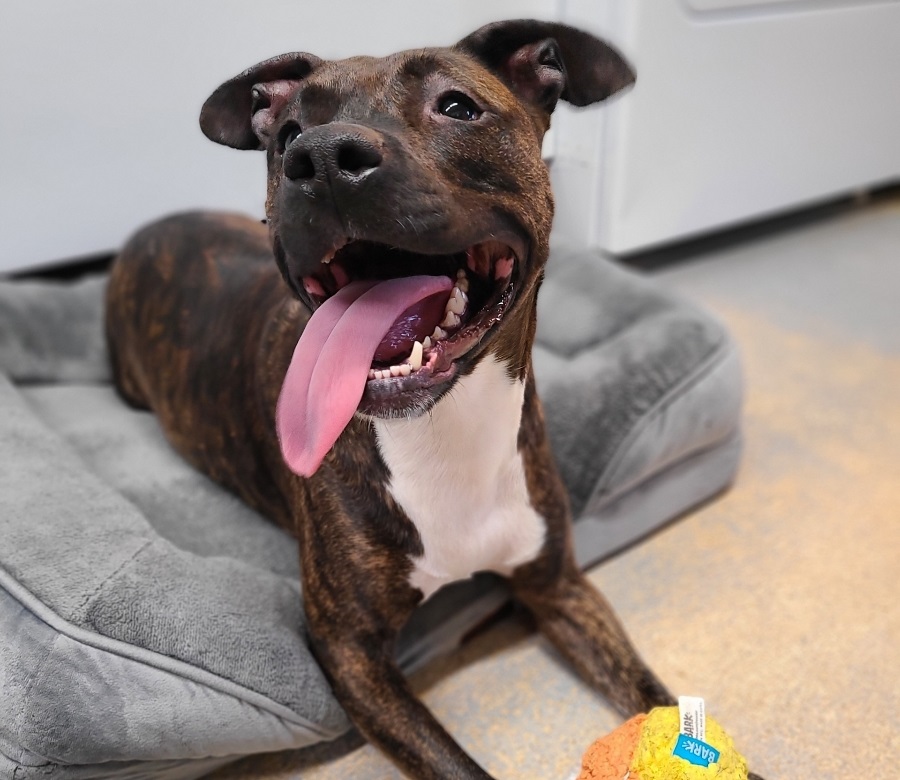 Reese, a Adopted mixed breed in Park Hills, KY image 1/6