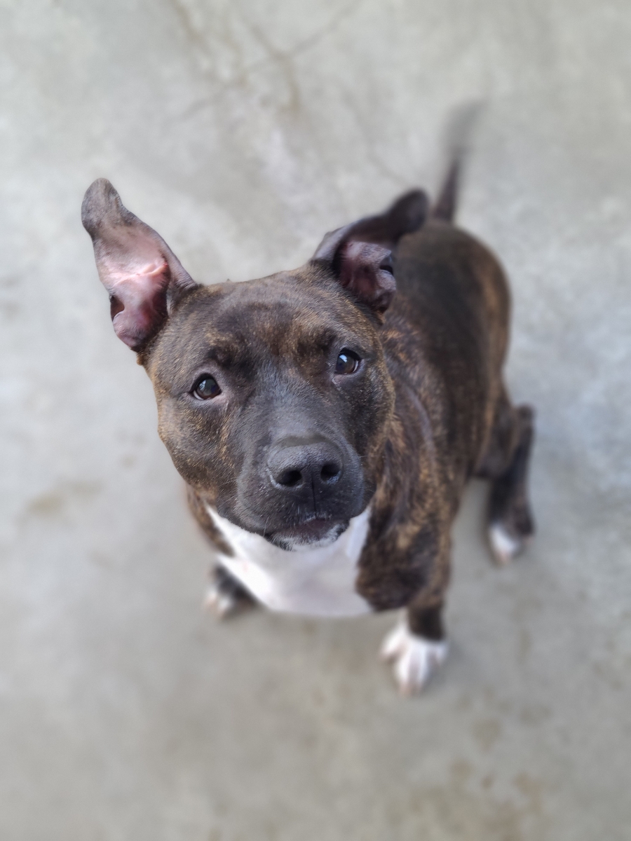 Reese, a Adopted mixed breed in Park Hills, KY image 2/6