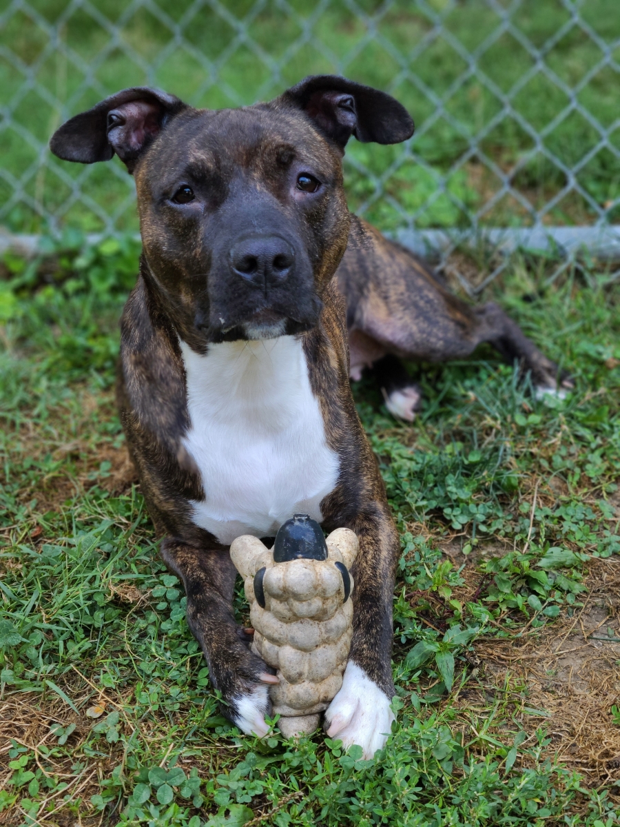 Reese, a Adopted mixed breed in Park Hills, KY image 3/6