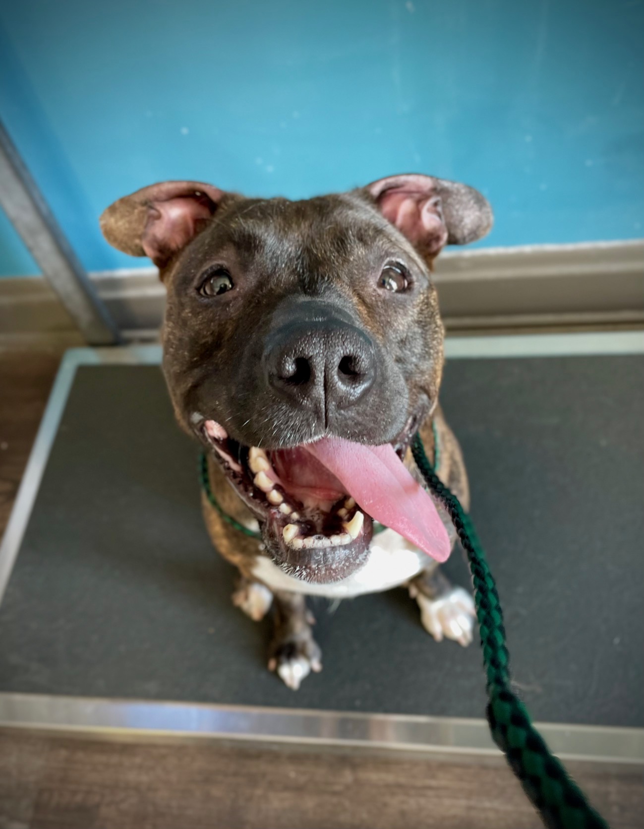 Reese, a Adopted mixed breed in Park Hills, KY image 4/6