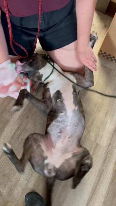 Enlarge Reese, a Adopted mixed breed in Park Hills, KY video 6/6