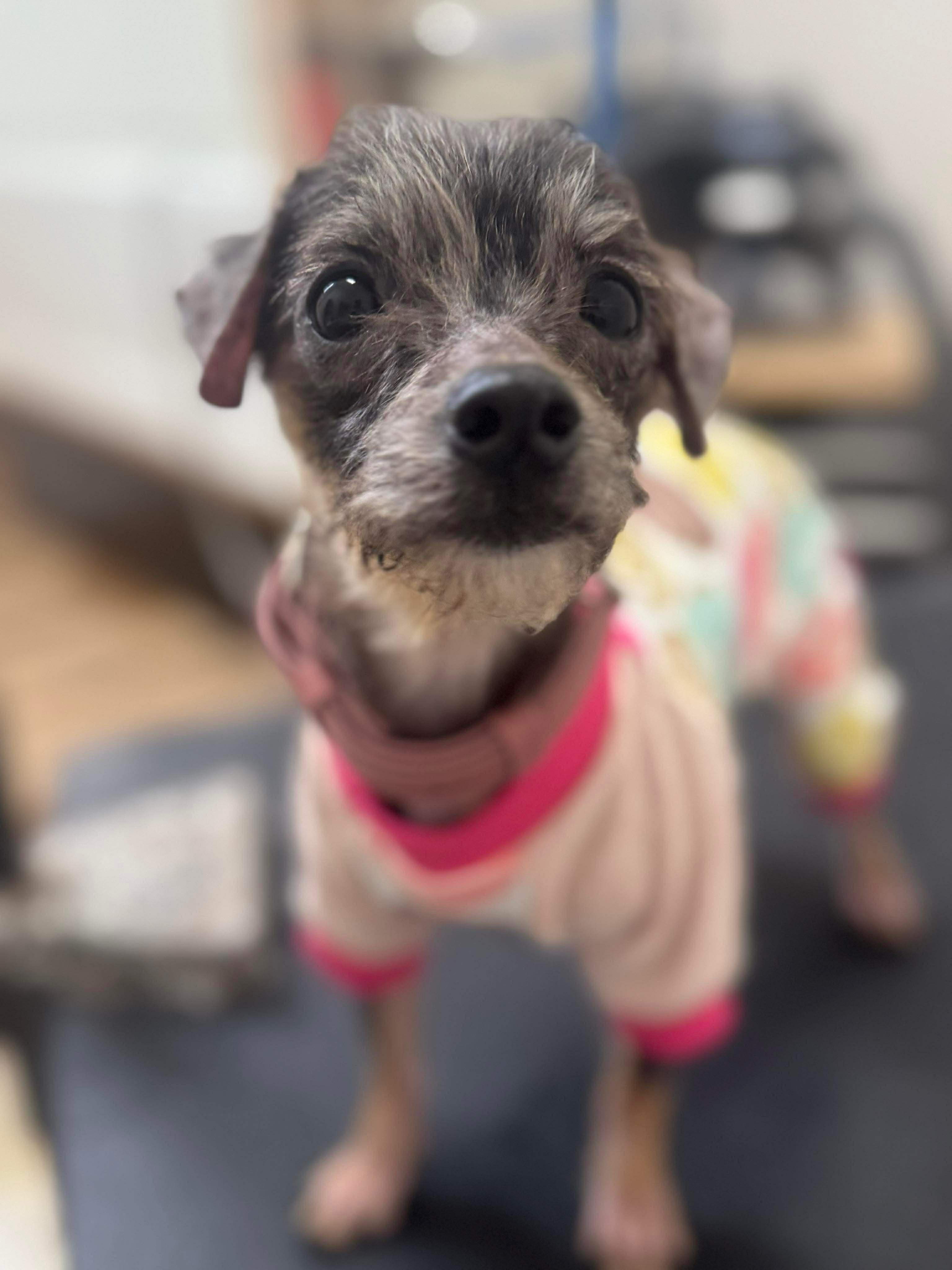 Fancy Nancy thumbnail 2