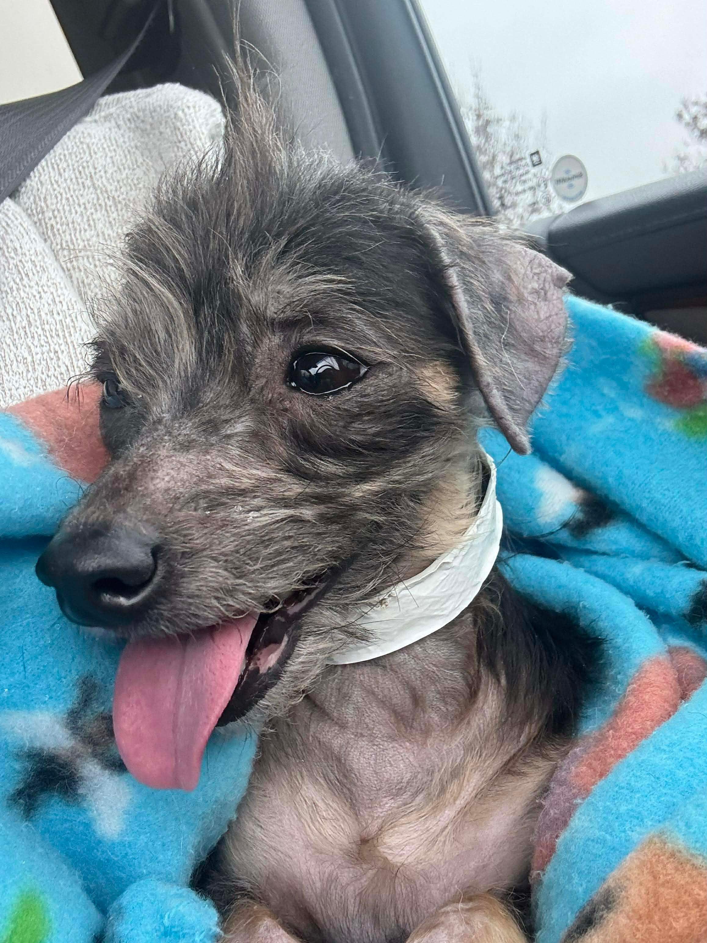 Fancy Nancy thumbnail 3