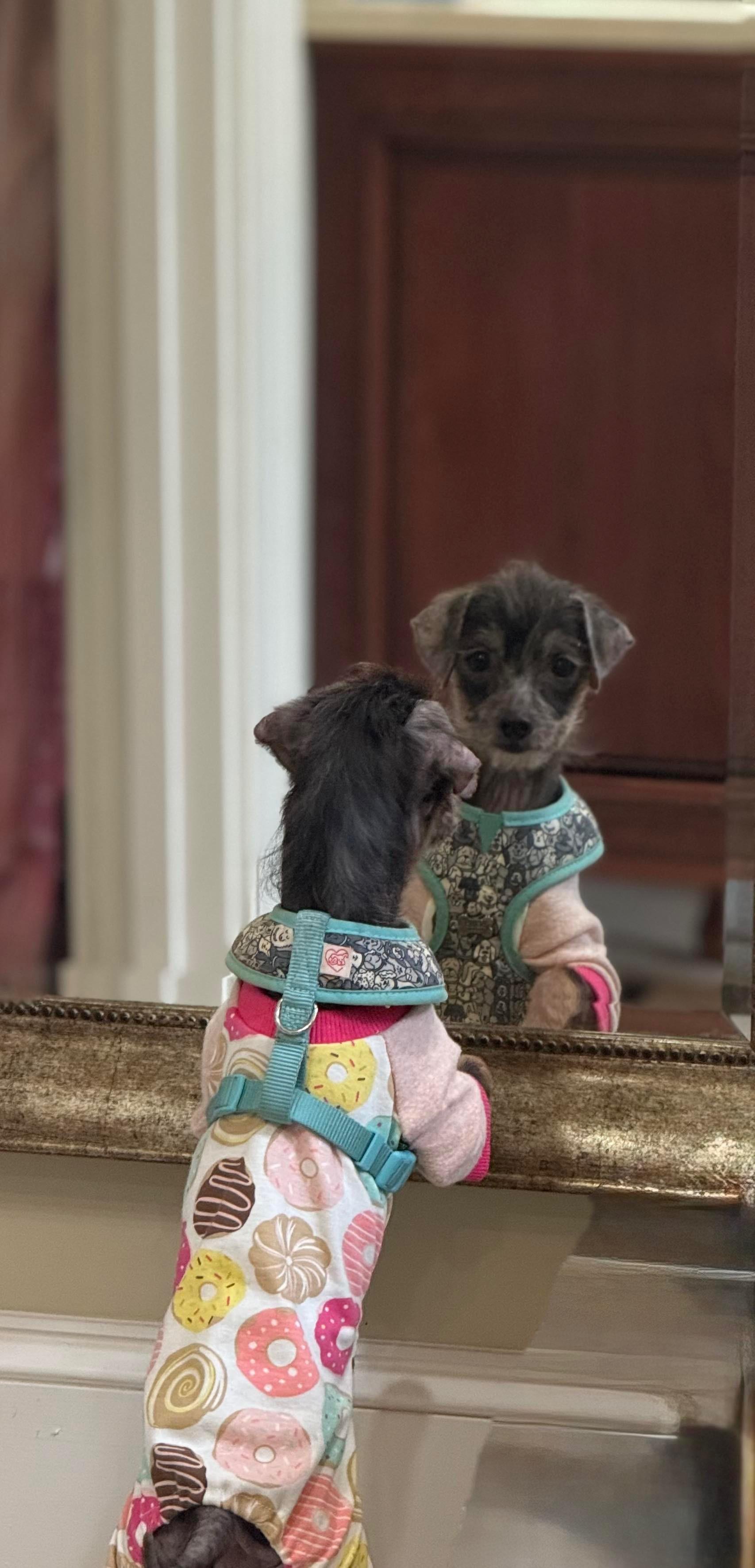 Fancy Nancy thumbnail 5