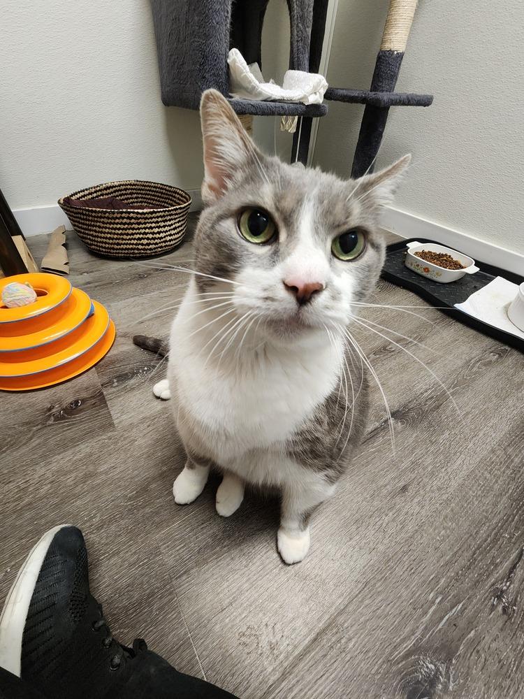 Squirmy, Adoptable, Adult Male Domestic Short Hair.