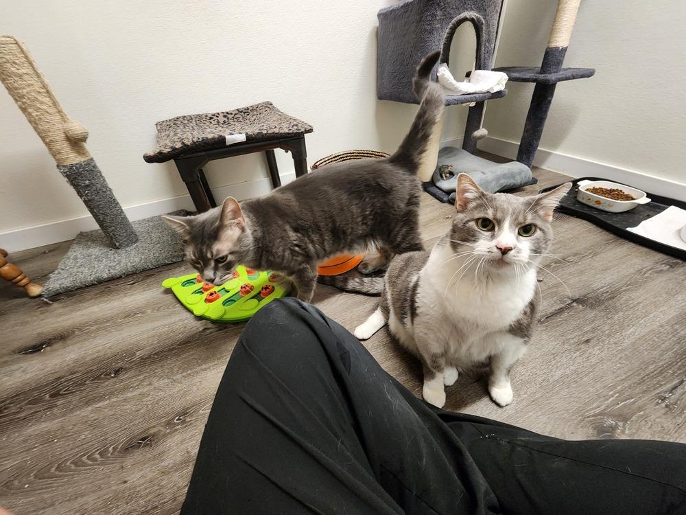 Enlarge Squirmy, a Adoptable mixed breed in Westfield, WI image 2/3